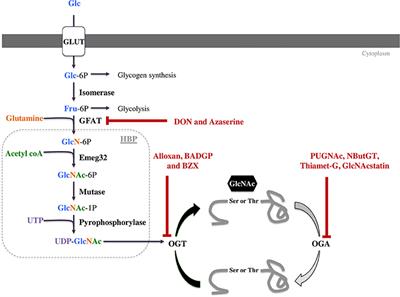 Protein O-GlcNAcylation in Cardiac Pathologies: Past, Present, Future